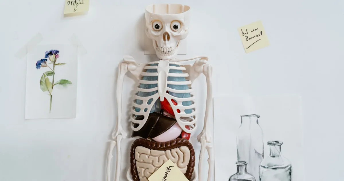 Tiroides y pérdida de peso: hipotiroidismo y obesidad